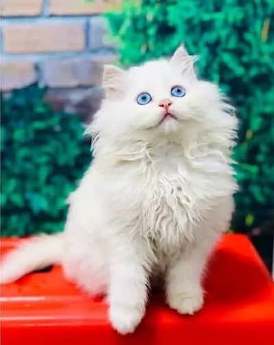 Persian cat for sale 2 month age available