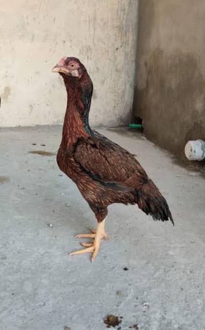 Mary PAs aseel or cros nasal ki murgian or murgy hen jo abhi Andy day