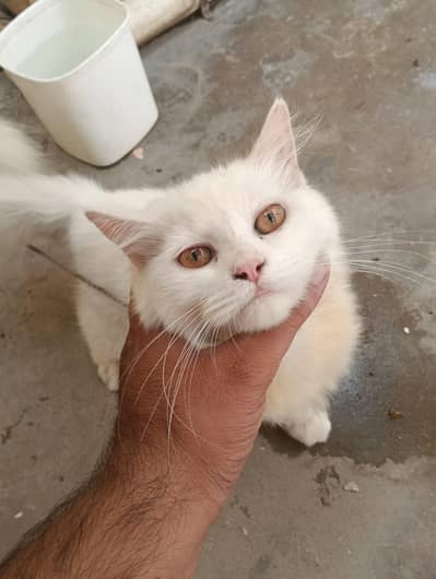 catts