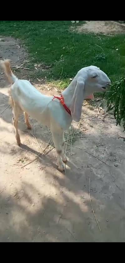 Rajanpuri Male Bacha 0313.8532000