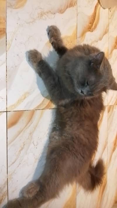 British Longhair cat