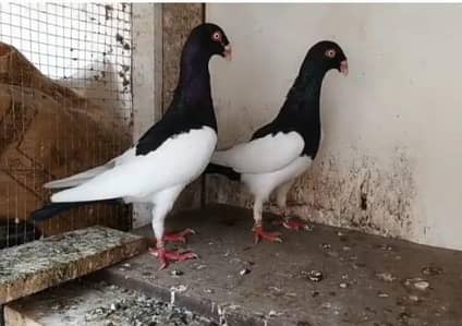 pijan full breeder pair