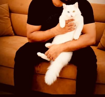 Persian Cat For Sale. ODD Eyes