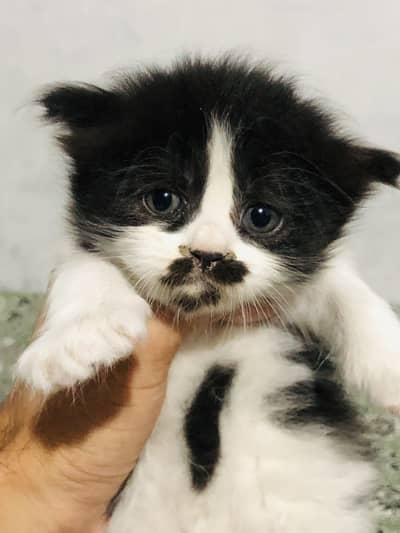 persian punch face cats  for sale