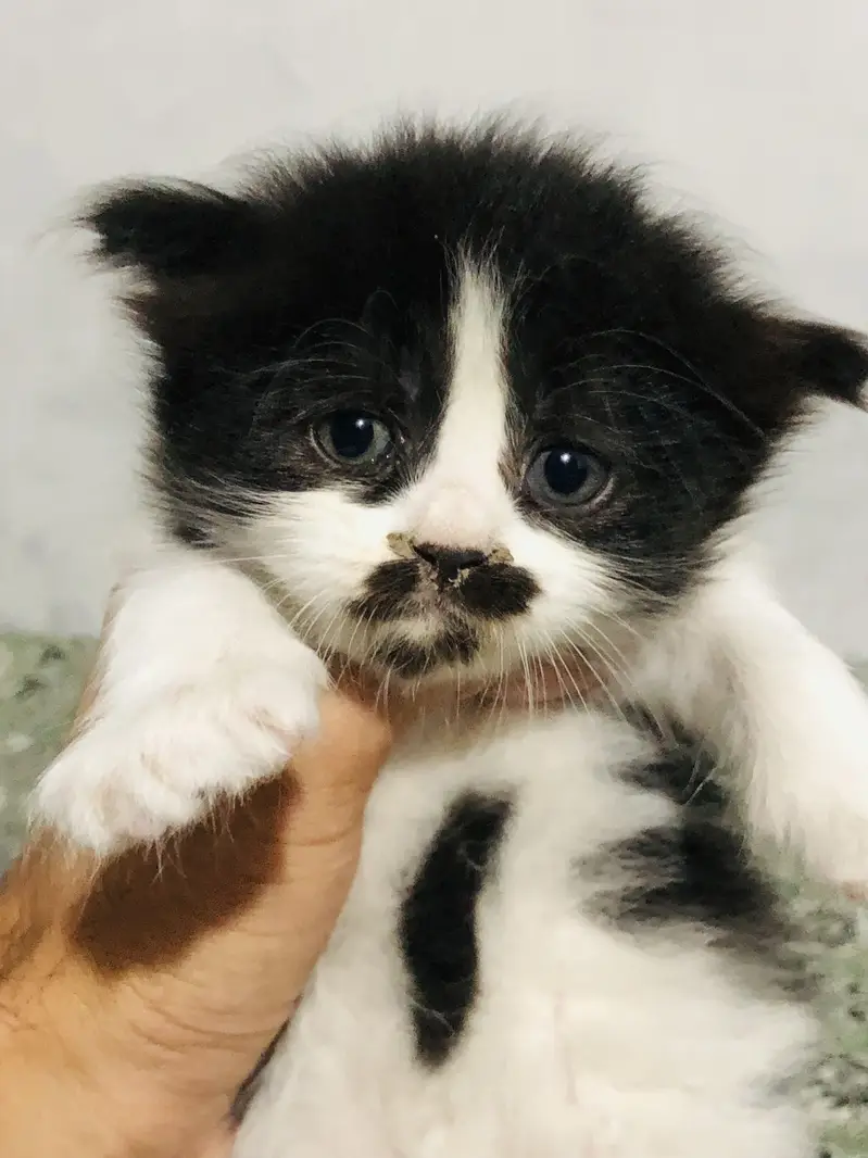 persian punch face cats  for sale
