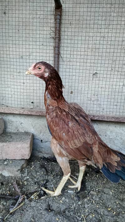 2-Top Quality Pure Aseel Female/Murghiyan for Sale – Active & Healthy