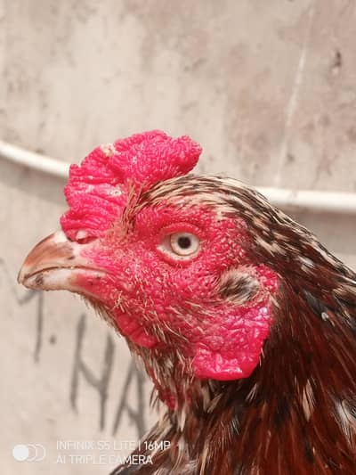 Aseel murga cheena for sale 0333_470-73'96