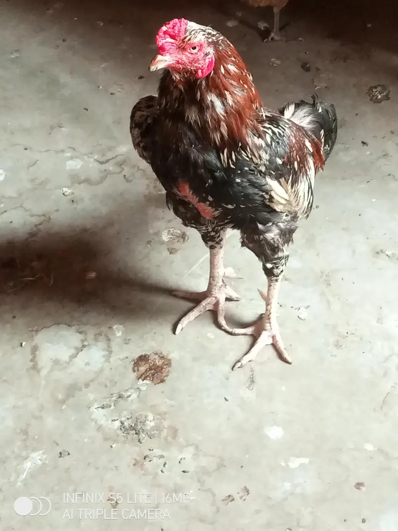 Aseel murga cheena for sale 0333_470-73'96 — photo 3