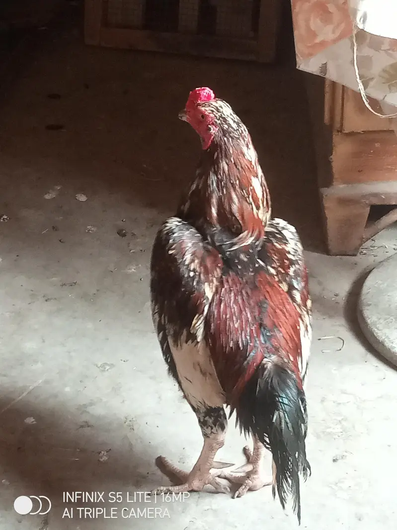 Aseel murga cheena for sale 0333_470-73'96 — photo 4
