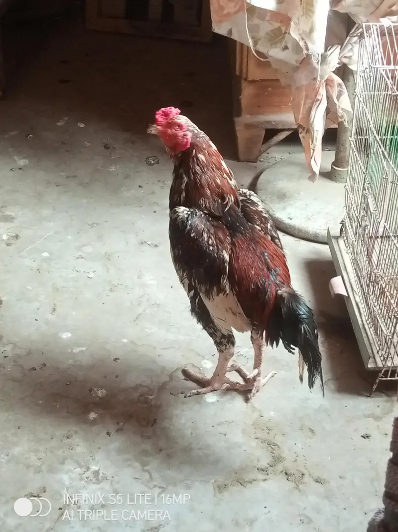 Aseel murga cheena for sale 0333_470-73'96 — photo 5