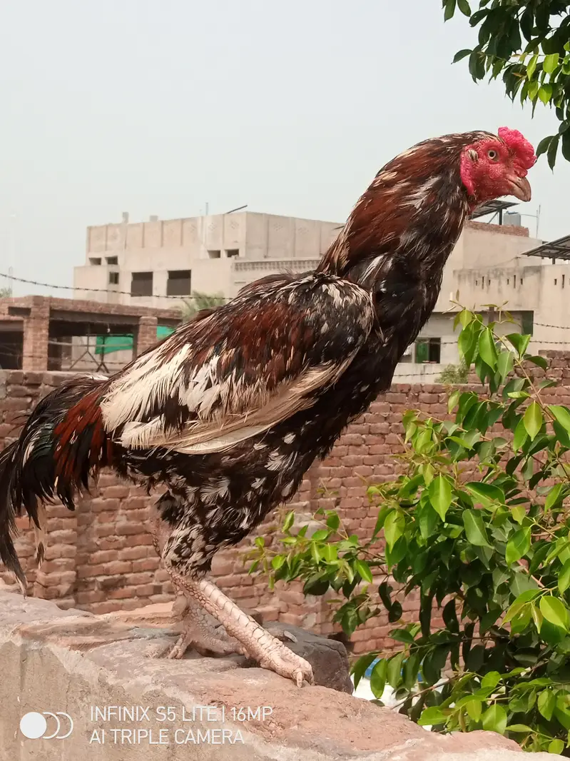 Aseel murga cheena for sale 0333_470-73'96 — photo 6