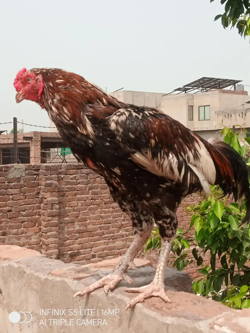 Aseel murga cheena for sale 0333_470-73'96 — photo 7