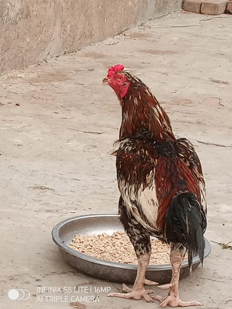 Aseel murga cheena for sale 0333_470-73'96 — photo 10