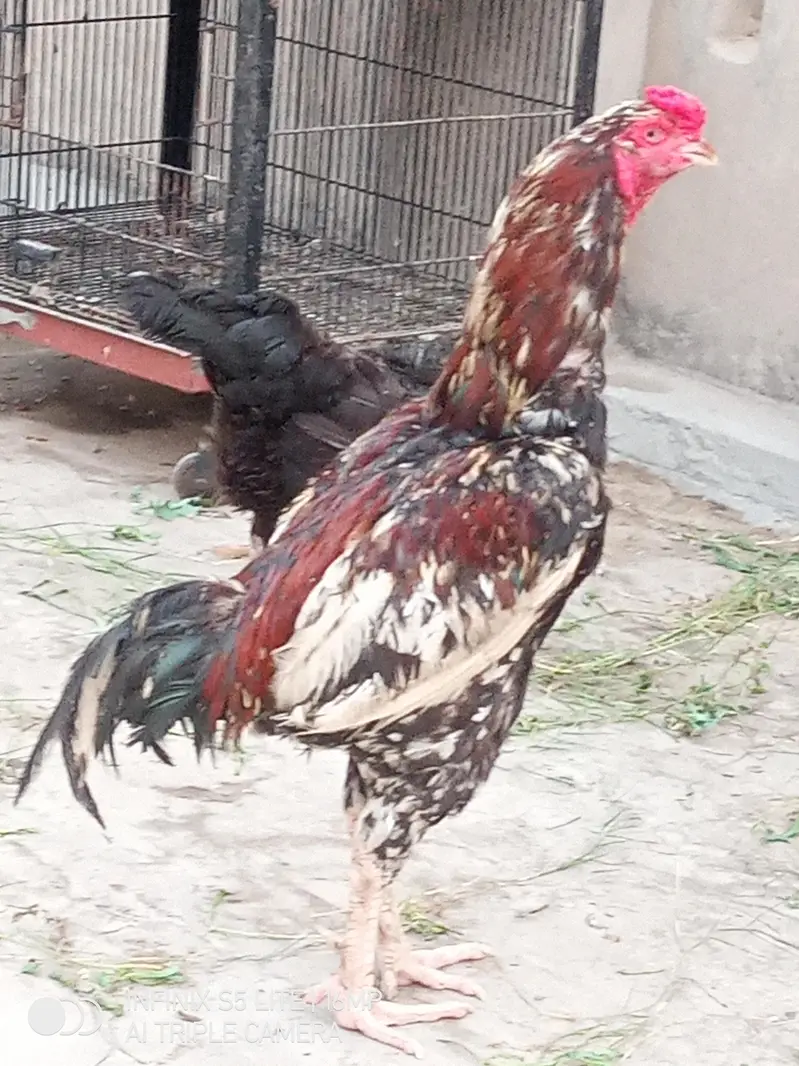 Aseel murga cheena for sale 0333_470-73'96 — photo 11