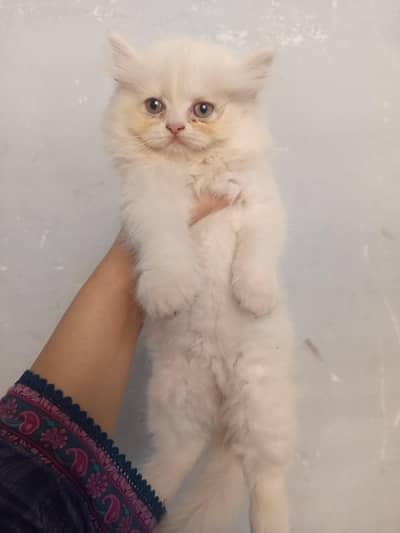 semi punch face triple cotted kittens for sale age 60days