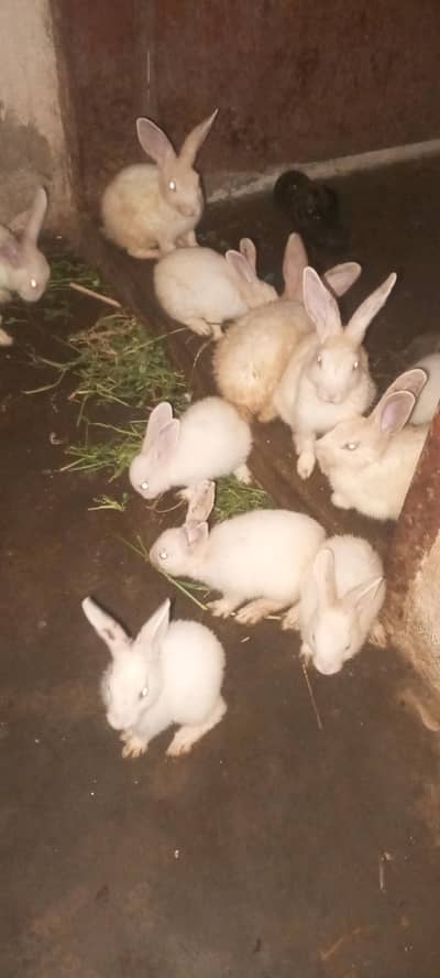 I'm selling my rabbit