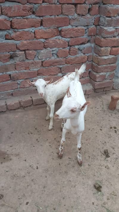 Pure Kharay kano main Tedi Barbari Jora 0313.8532000