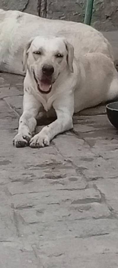 Labra