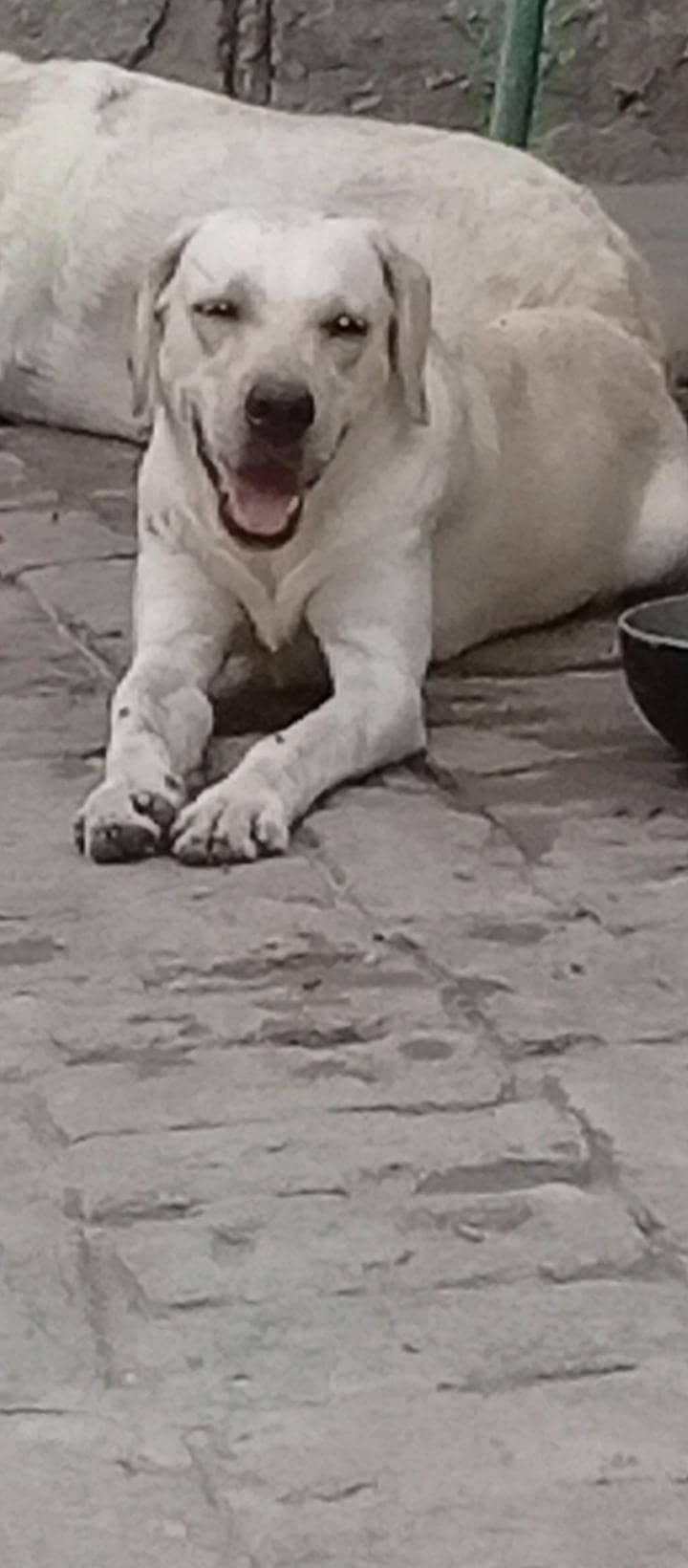 Labra 0