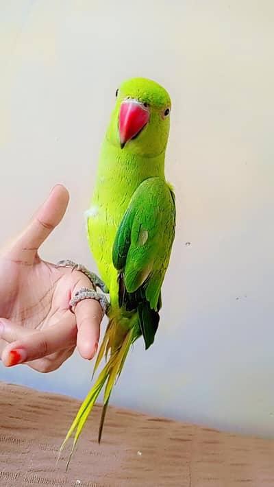 Ringneck Parrot