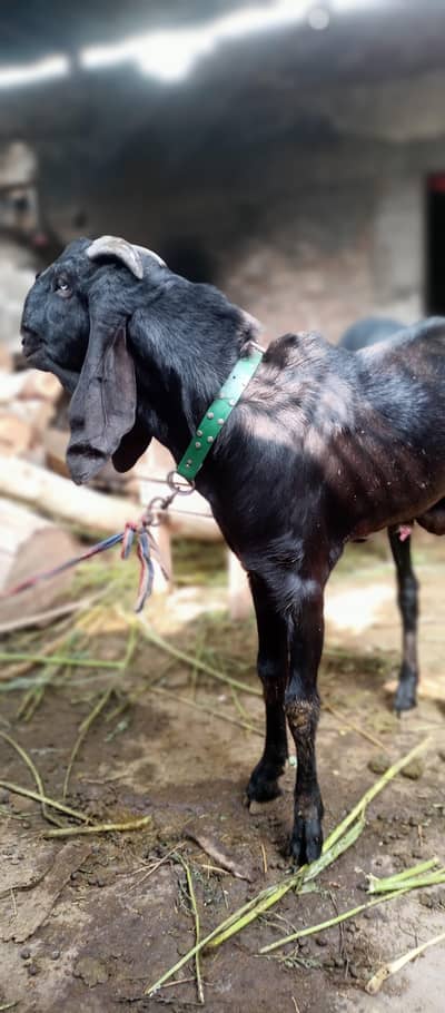 Pure Black Amarsri male Bakra / 2 female goats