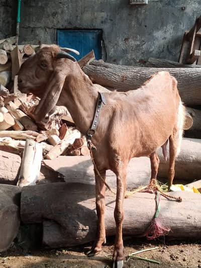 Pure Black Amarsri male Bakra / 2 female goats