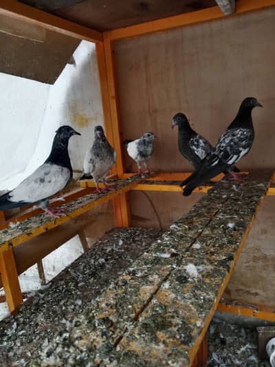 Pigeon baby
