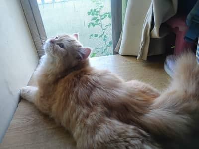 Pure Persian Doll Face male cat