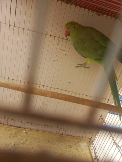 green ringneck parrot 