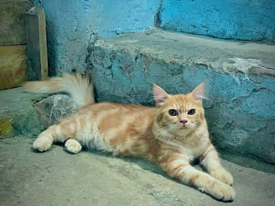 Persian Male Cat Billa