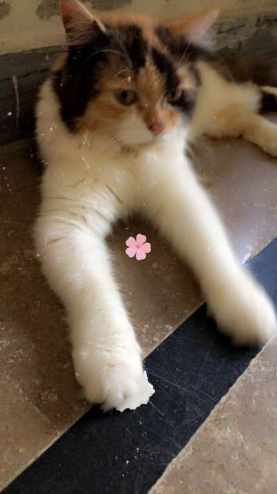 Persian cat Femail