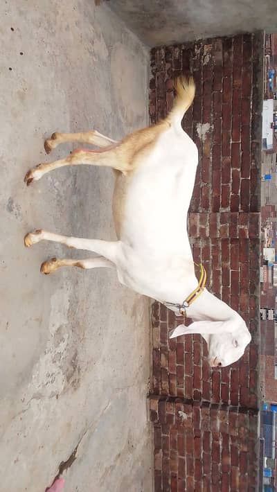 Rajunpuri bakri Whatsapp 03244695410