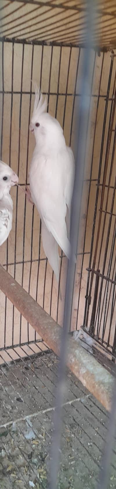 breder pair for sale  price 7500