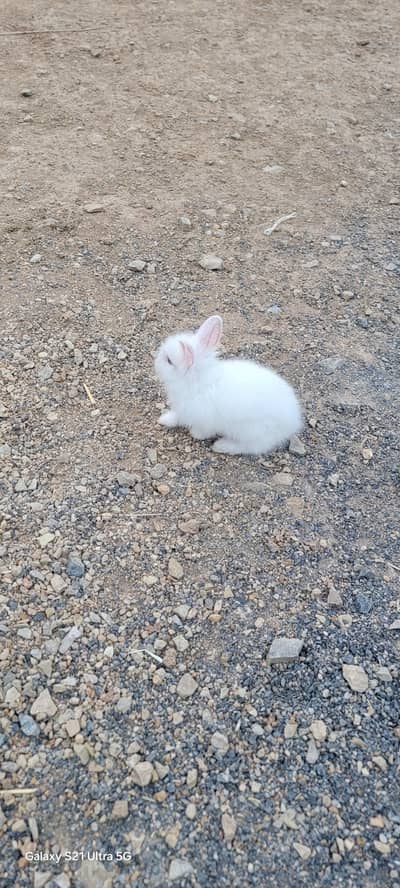 Florida white Rabbits