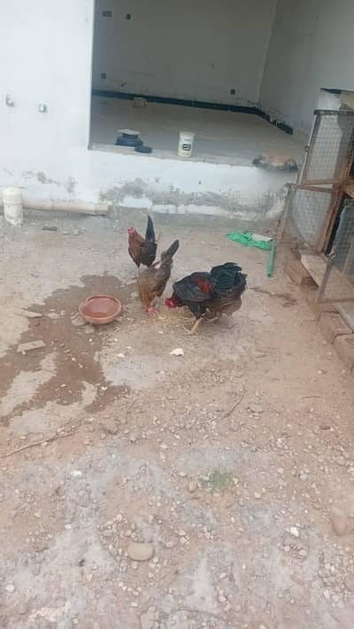 cage and hens for sale