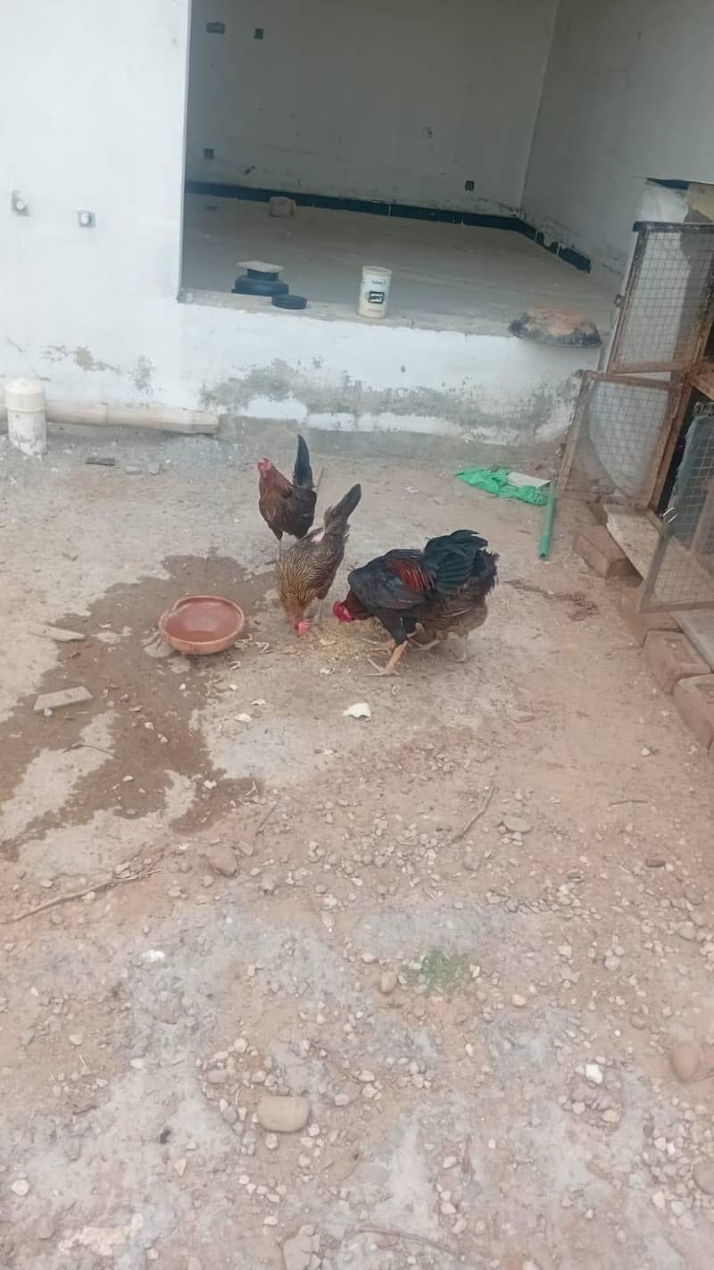 Hens cage 3