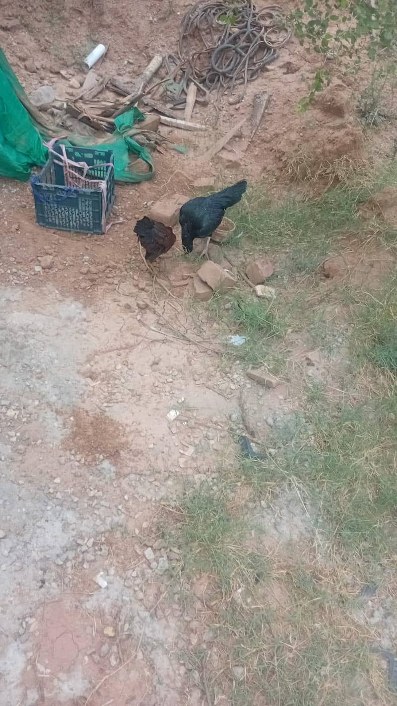 Hens cage 4