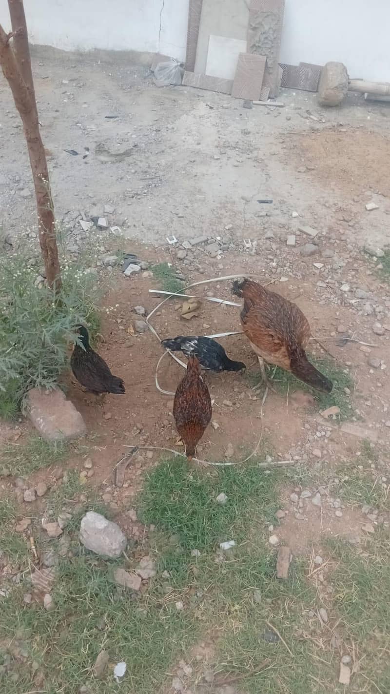 Hens cage 2