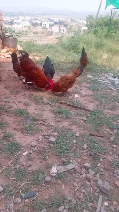aseel | thai aseel |Golden Misri Hens / hen
