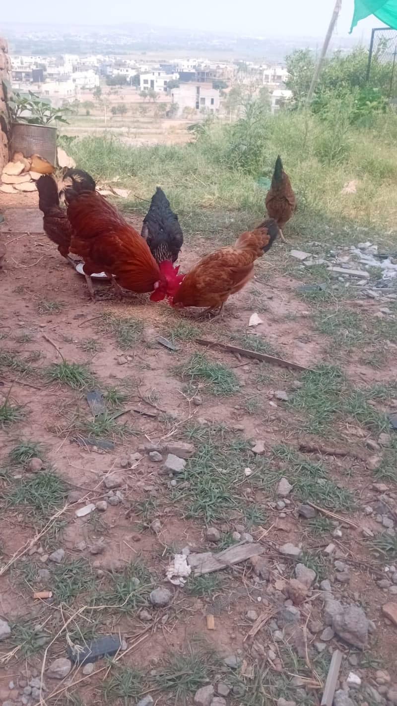 Hens cage 0