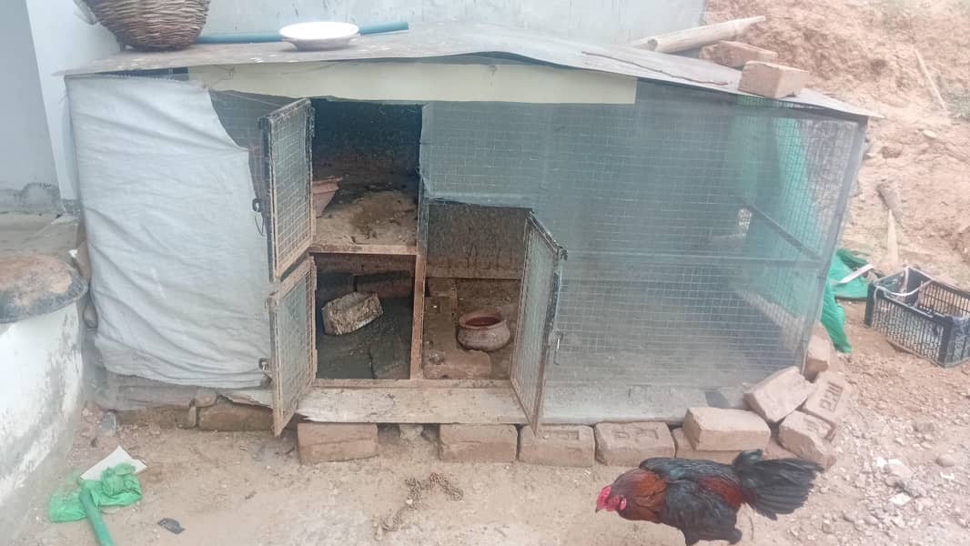 Hens cage 5