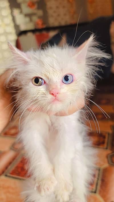 odd eyes, yellow eyes, triple coted kitten  for sale