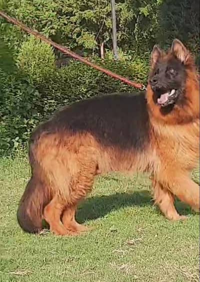 top quality gsd long coat breeder female for sale