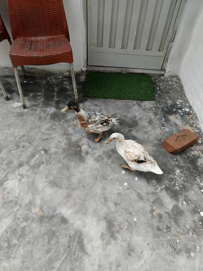 pets for sale
