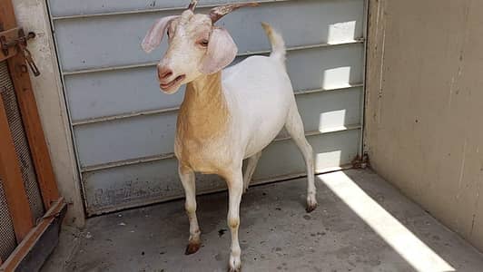 goats