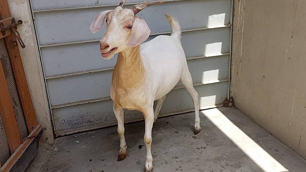 goats 0