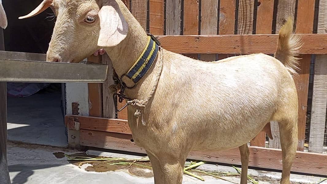 goats 1