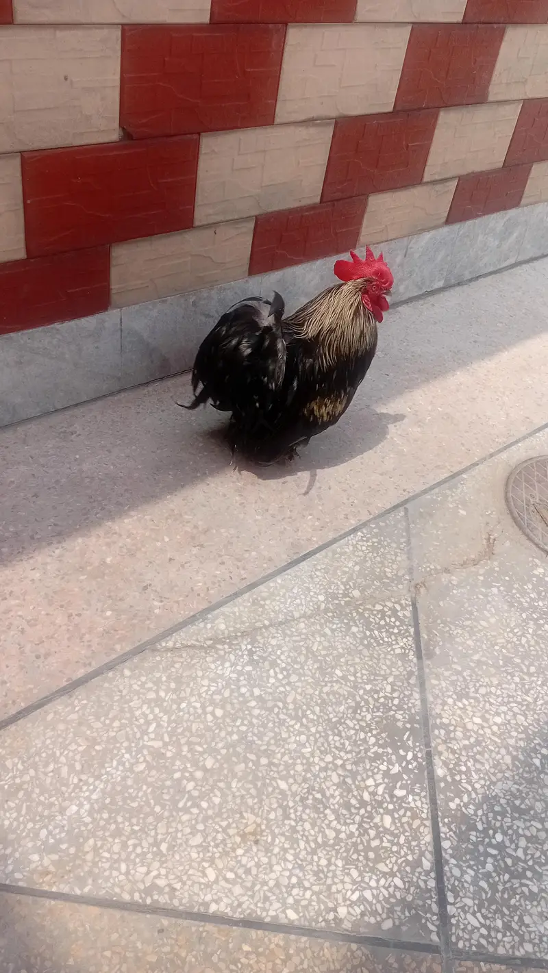 murga — photo 2