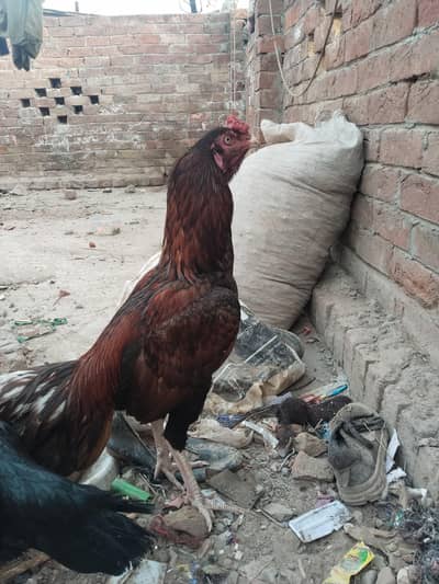 1 murgha 2 murghi