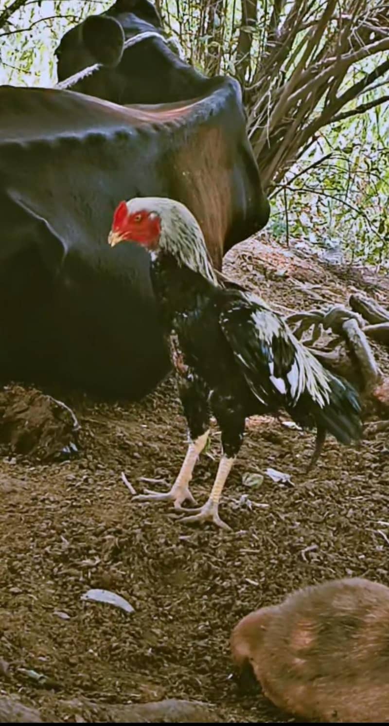 javaaseel 1